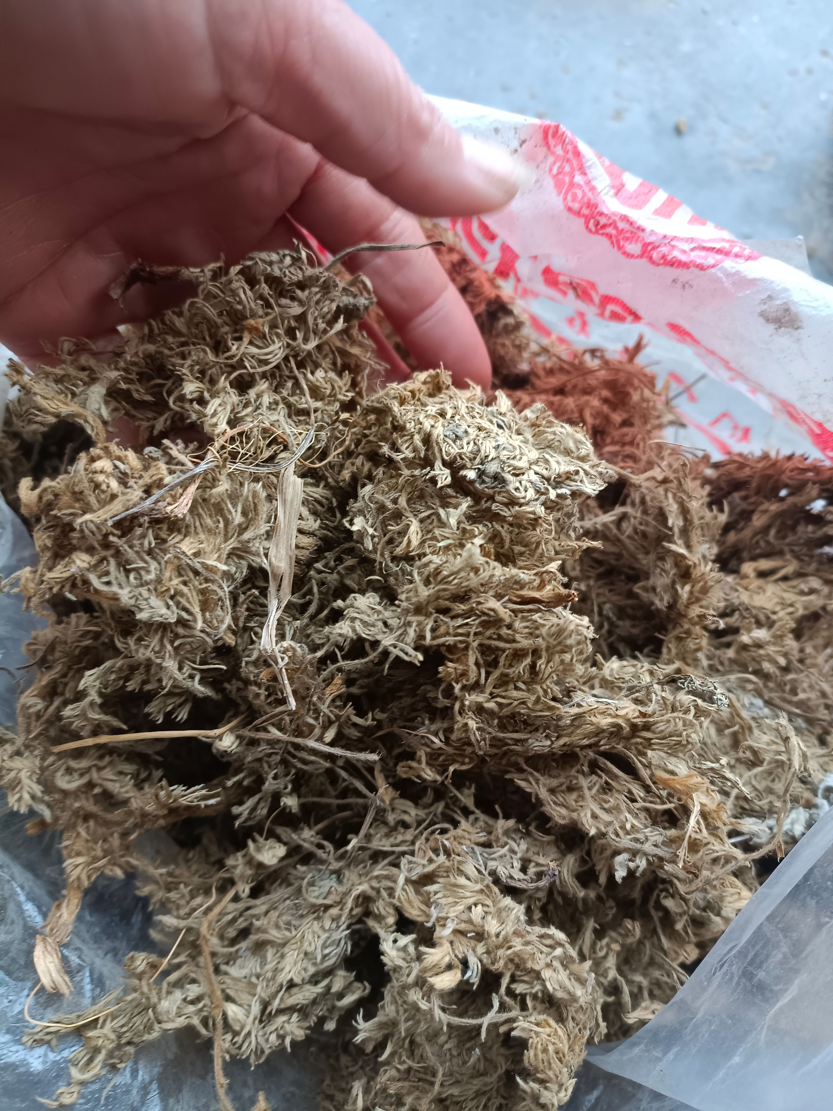 茵陈绵茵陈:陈货药厂货小苗批发含量达标不退货