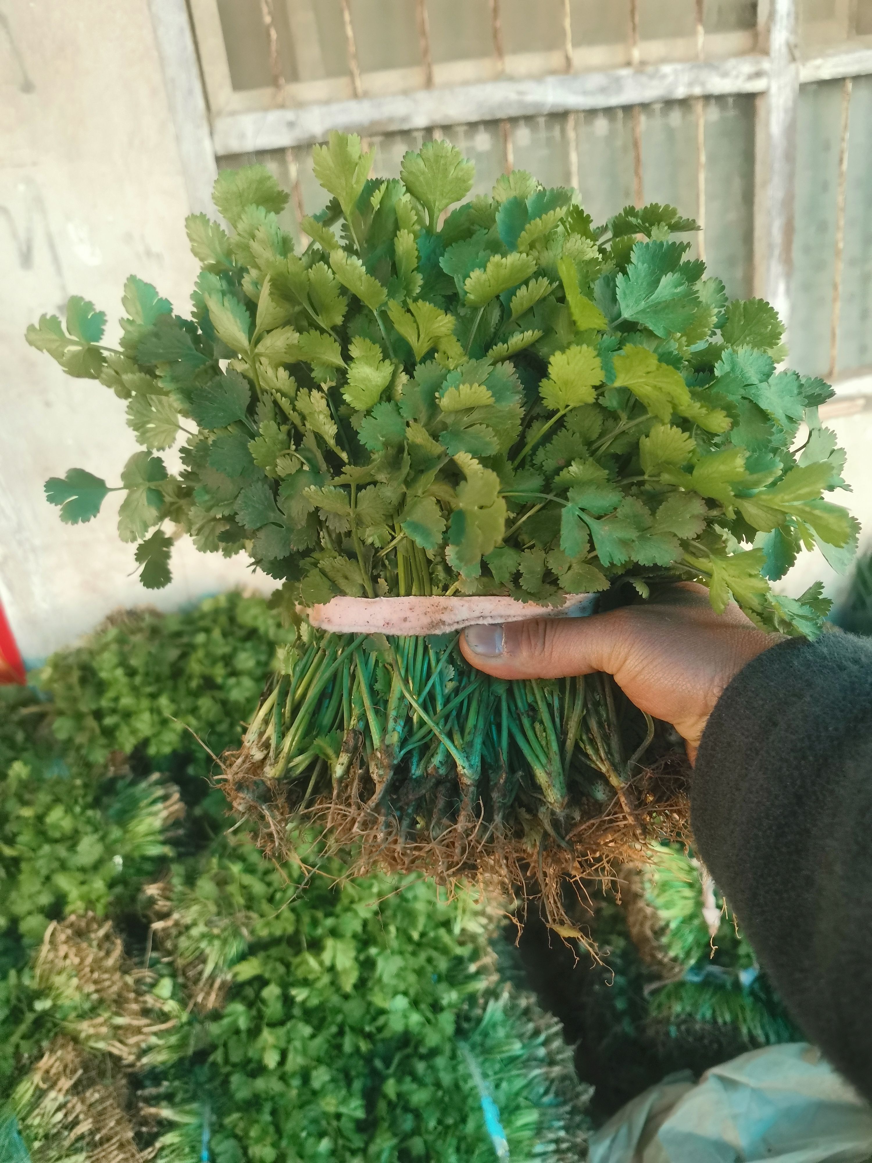 大叶香菜