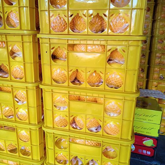 昆明福建平和高山葡萄柚