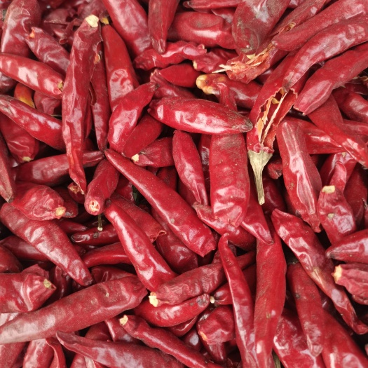 小辣椒