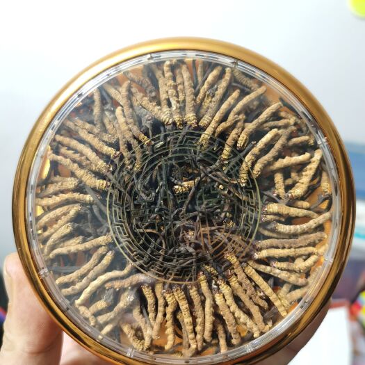 青海冬虫夏草  小草一根9.9元  保证假一陪百