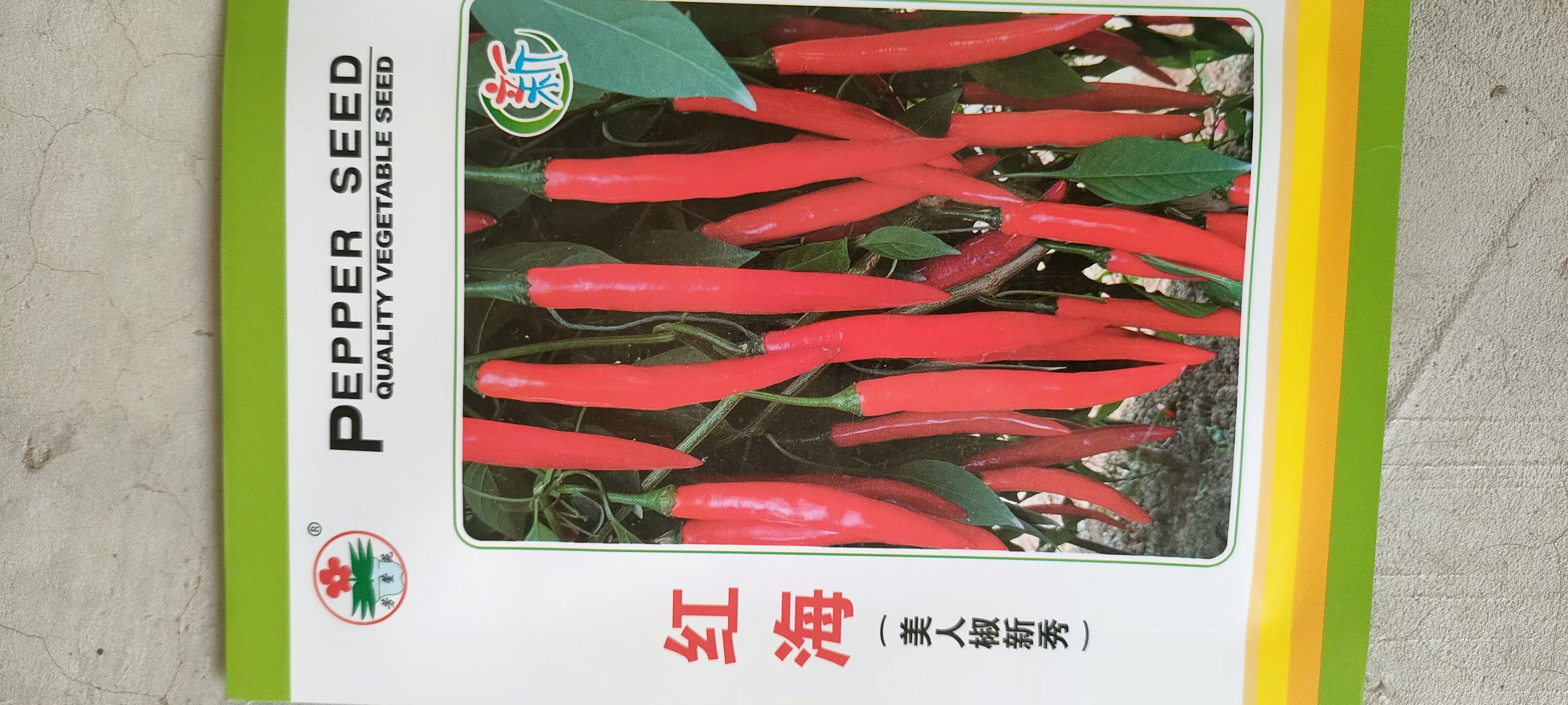 红海美人椒种子，中早熟，光滑顺直，肉厚味辣，坐果能力强