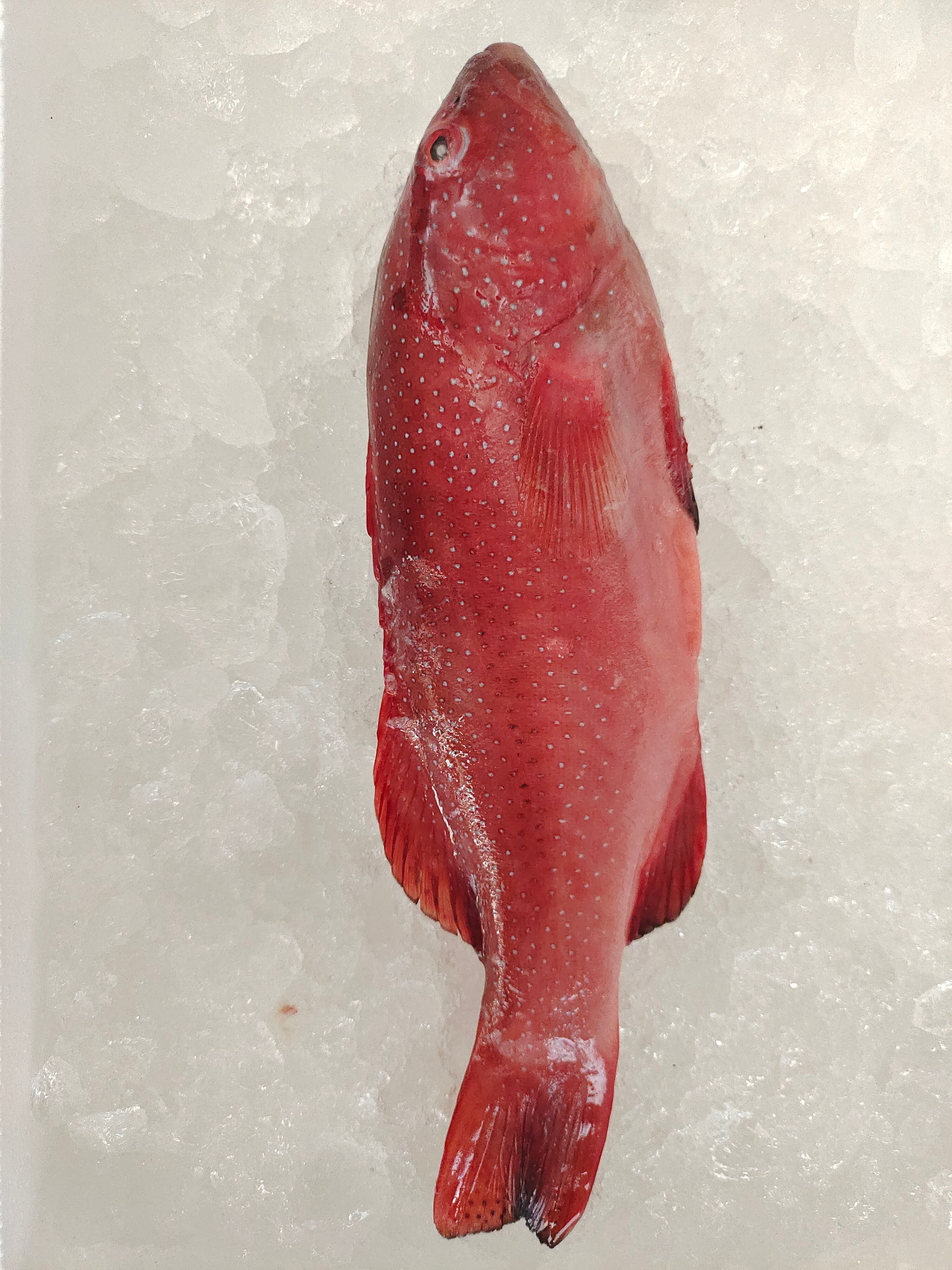 海鲜大礼包，锦福益海福兔贺岁套装，海丰佳（家）宴套餐批发