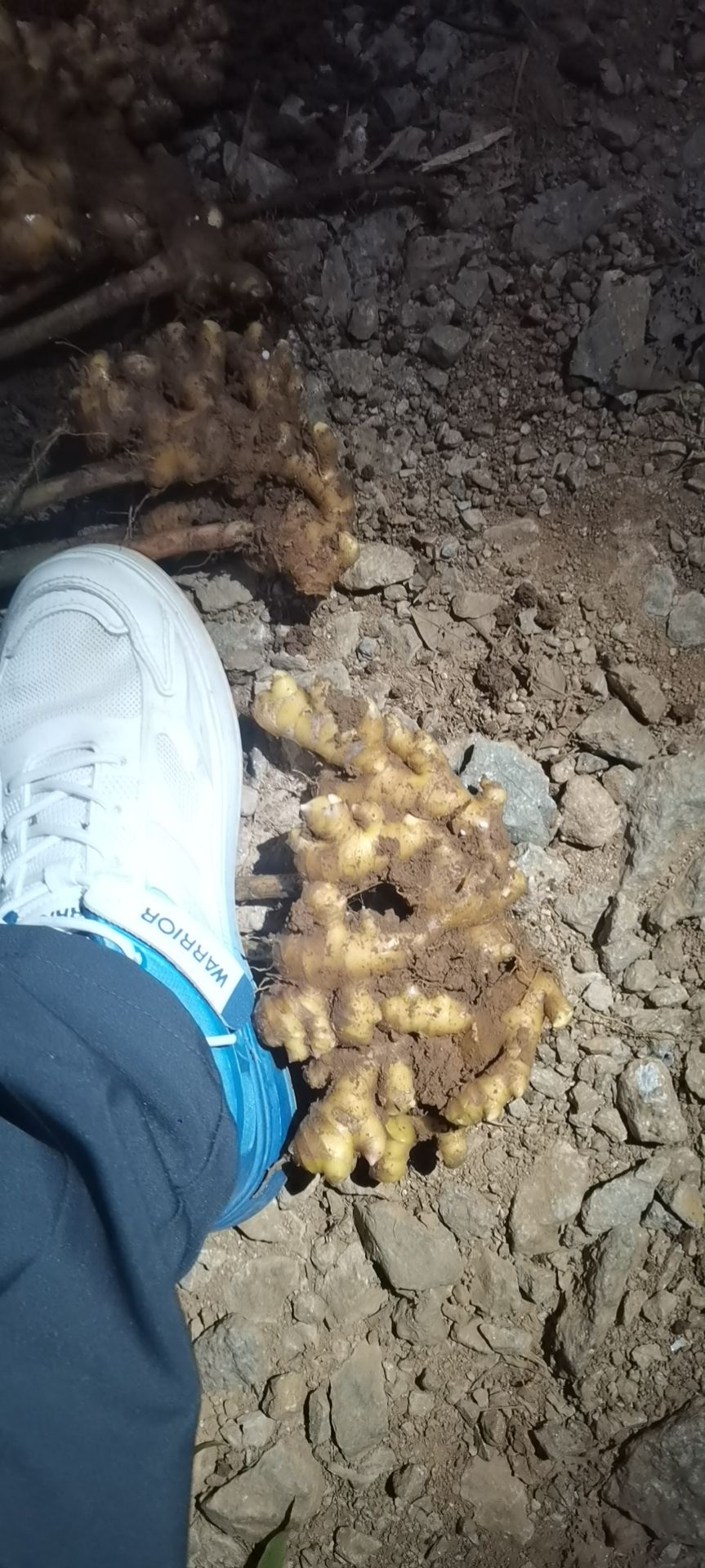 随行就市电议小黄姜嫩姜菜姜精选新鲜现挖一件代发支持电商发货