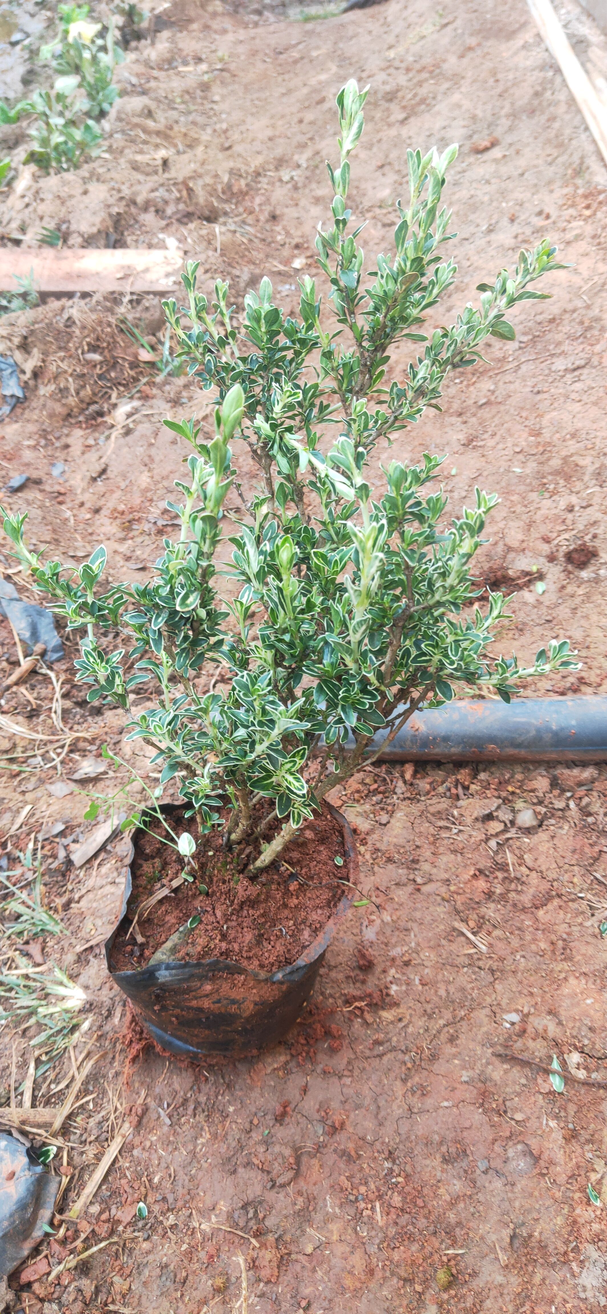 六月雪  云南六月雪  六月雪一手货源