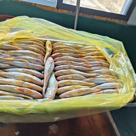 霞浦县霞浦原产地黄花鱼，源头货，海面直收，2-3.8两一条，