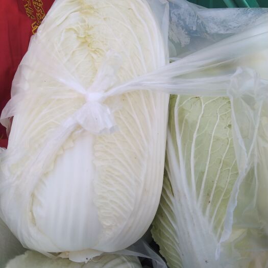 亳州青杂三号大白菜