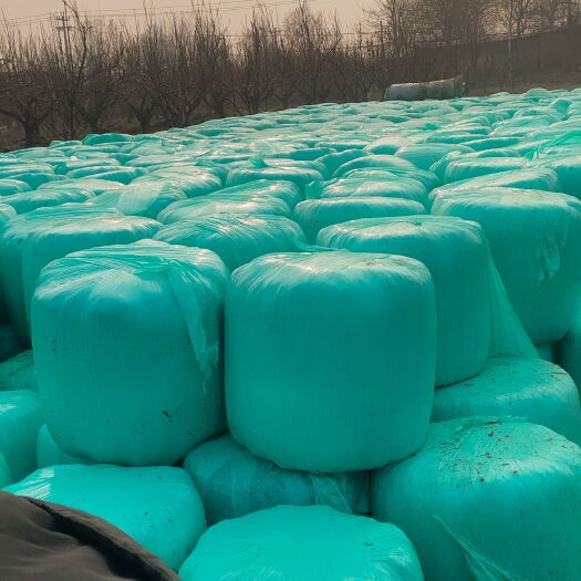 晋州市青储草  玉米黄储秸秆