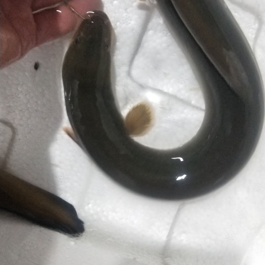 鳗鱼