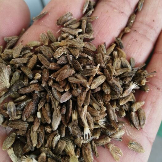 定州市白术种子