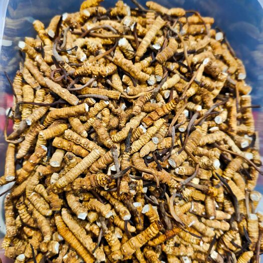 西宁精选大断草干虫草干度好炖汤泡酒泡水10克起包邮