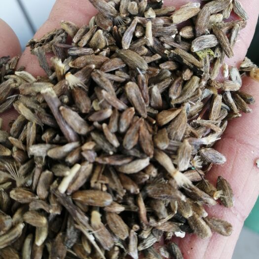 定州市白术种子