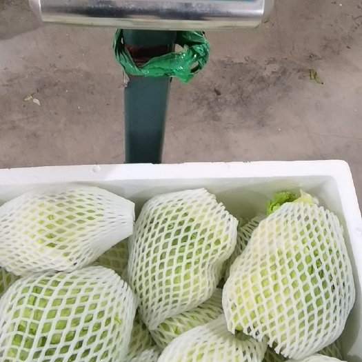 生菜球，西生菜，福建漳州基地种植，期待更多老板合作
