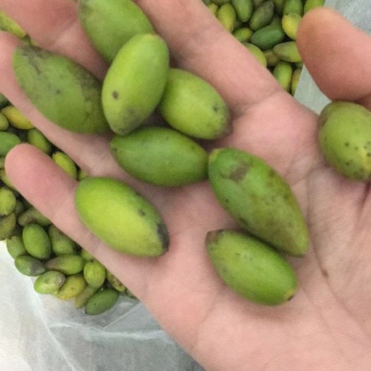 闽清县闽清小花甜种橄榄 水果橄榄