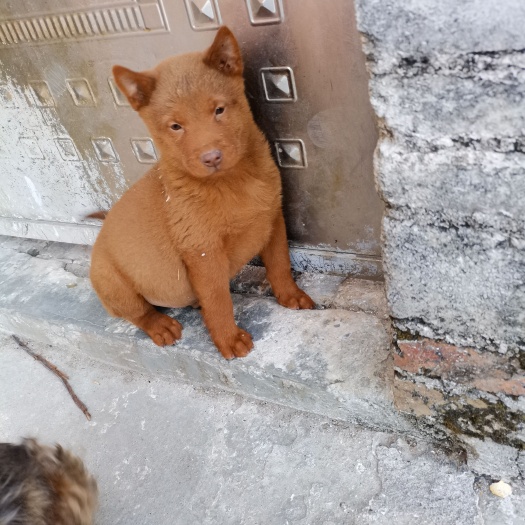 北流市五紅犬期待你領(lǐng)回家！
