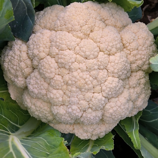 萧县青梗白面菜花