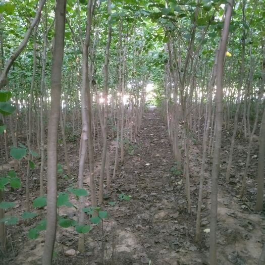 许昌巨紫荆