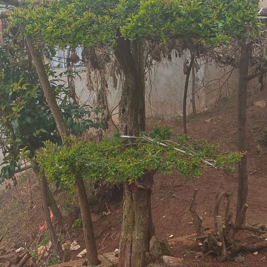 富源县映山红，火棘，高山杜鹃