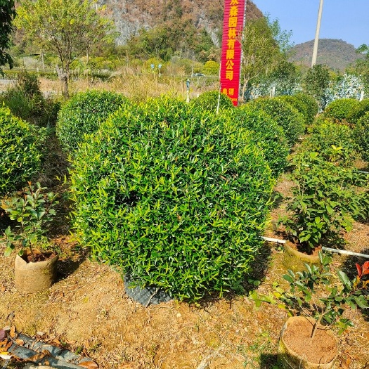 阳朔县木樨揽球