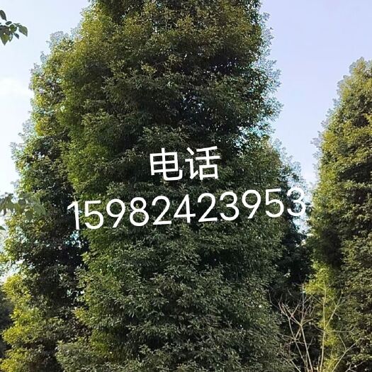 金丝楠木，基地直销