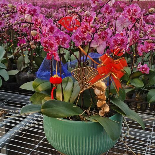 青州市花朵艳丽娇俏，赏花期长，花朵数多，能吸收室内有害气体