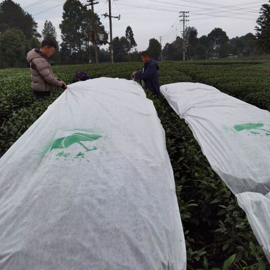 成都初六茶树布，提质、增产、防寒，有效增产30%左左。