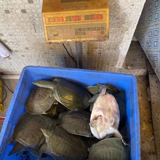 广州甲鱼  大甲鱼 中华鳖  黄沙鳖 1斤到15斤外塘 甲鱼批发