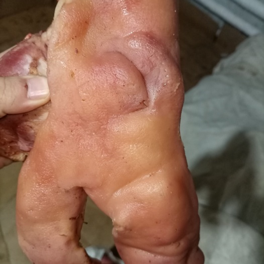 临漳县全熟猪头肉