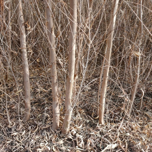尉犁县胡杨