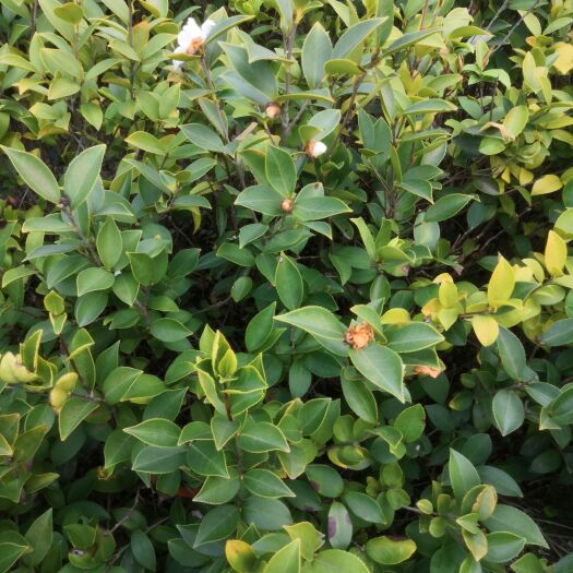 奉新县油茶杯苗