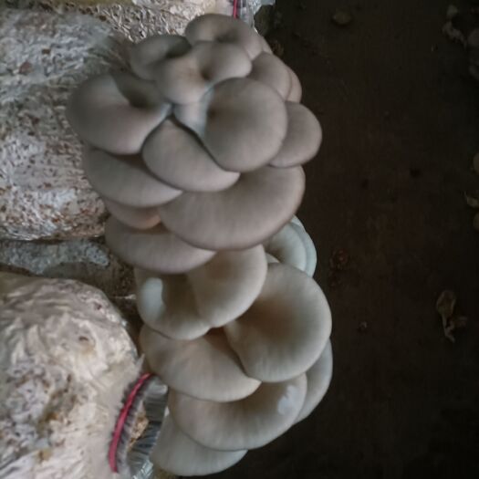 筠连县平菇菌包出售