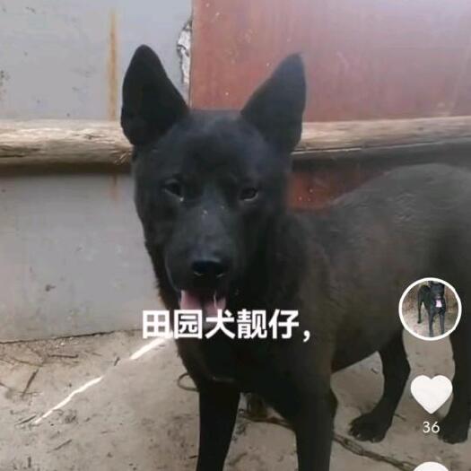 上栗县成年土狗与小狗