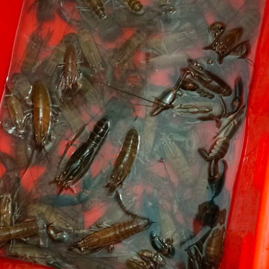 陆河县澳洲淡水蓝龙虾