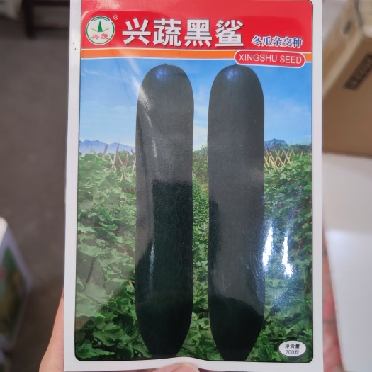 武汉兴蔬黑鲨冬瓜种子杂交长炮弹形墨绿色瓜长90cm耐贮运
