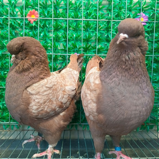 肃宁县鸽子观赏鸽摩登鸽红反摩登种鸽一对包邮