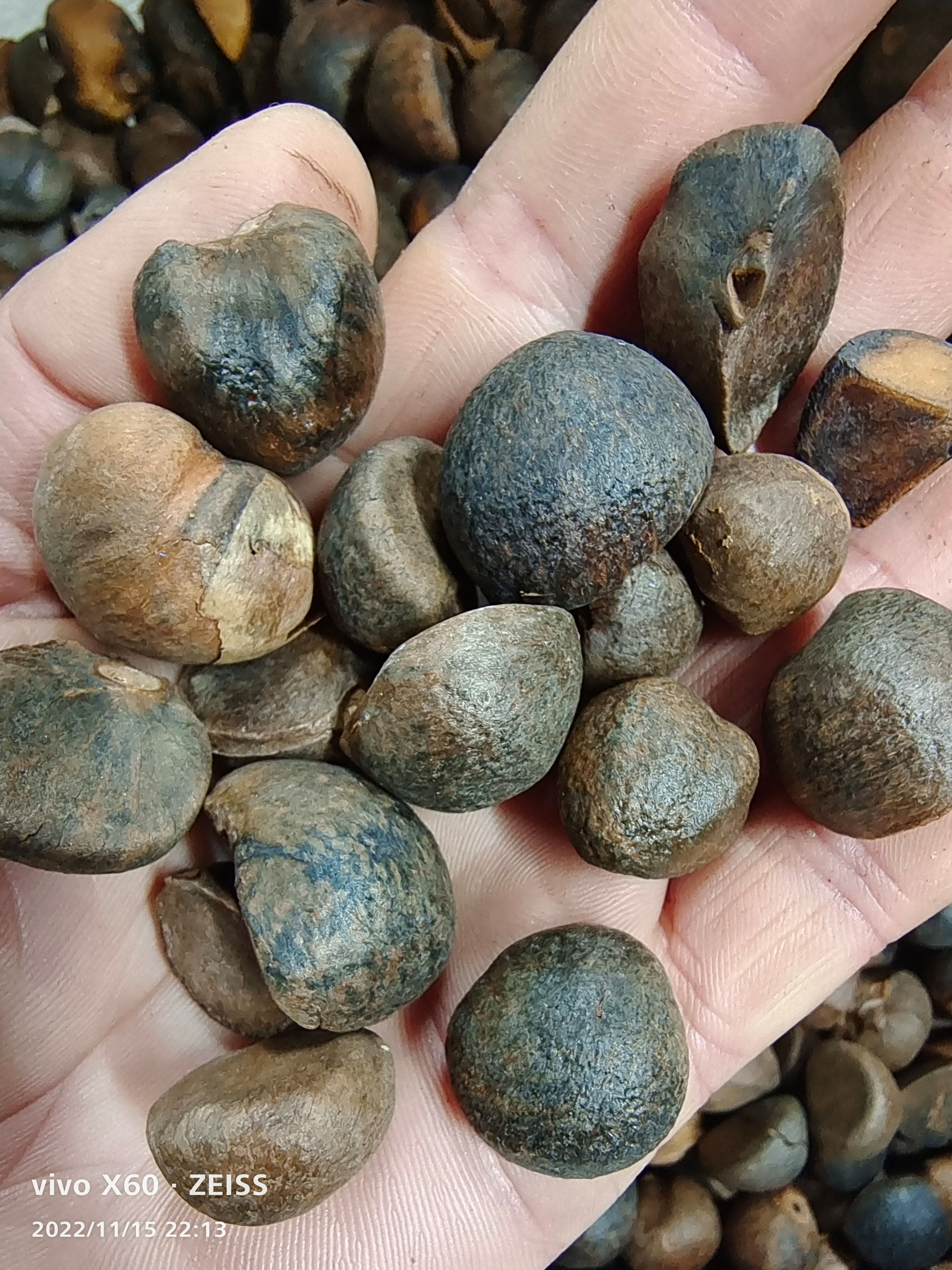东兰县山茶籽