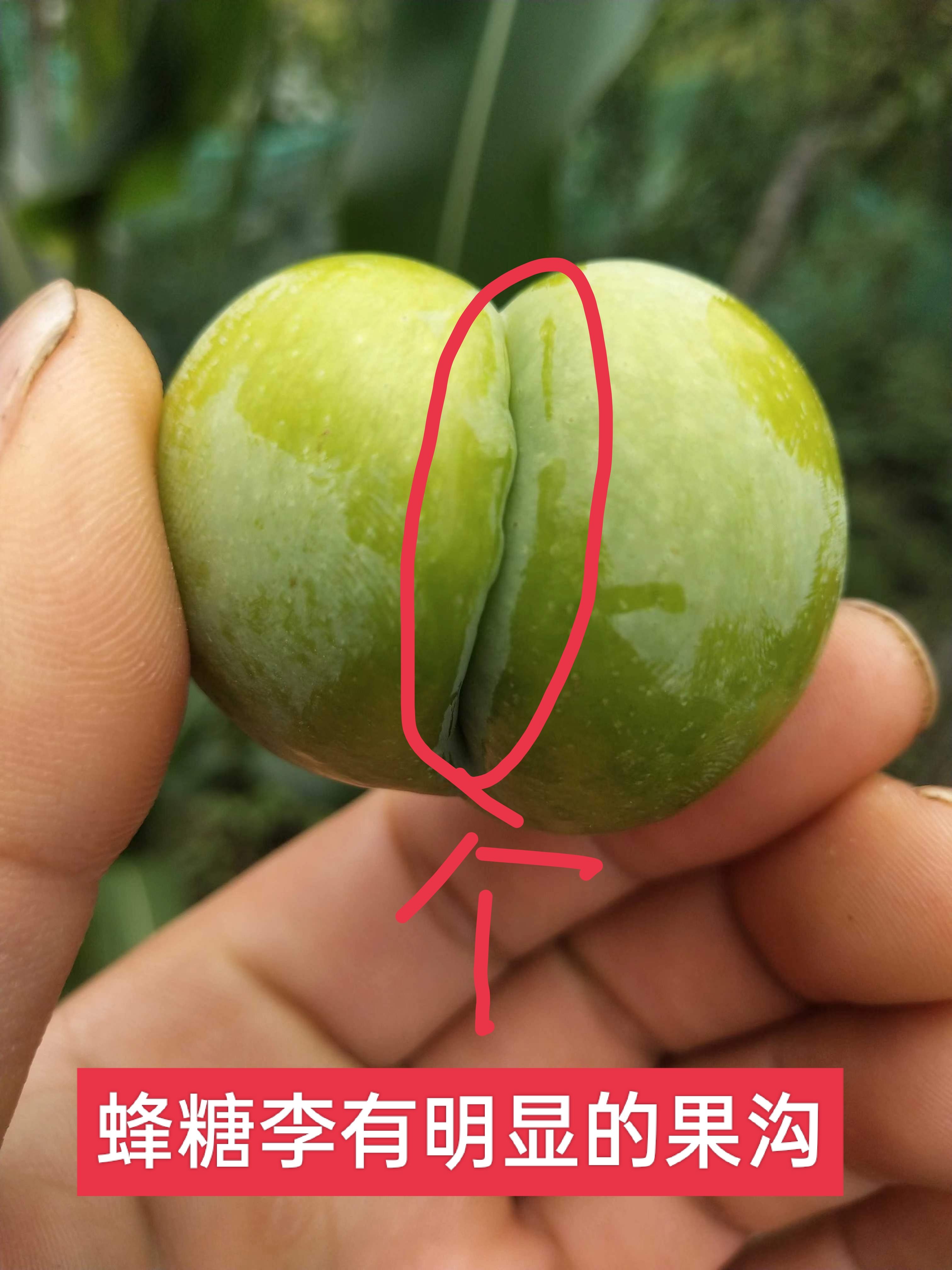李子苗 蜂糖李苗 贵州蜂糖李苗 味帝李苗