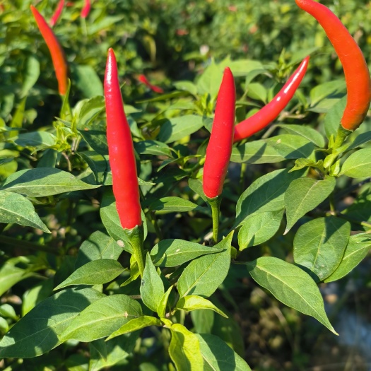 高州市产地种植小米辣，现大量上市。每天现摘现发