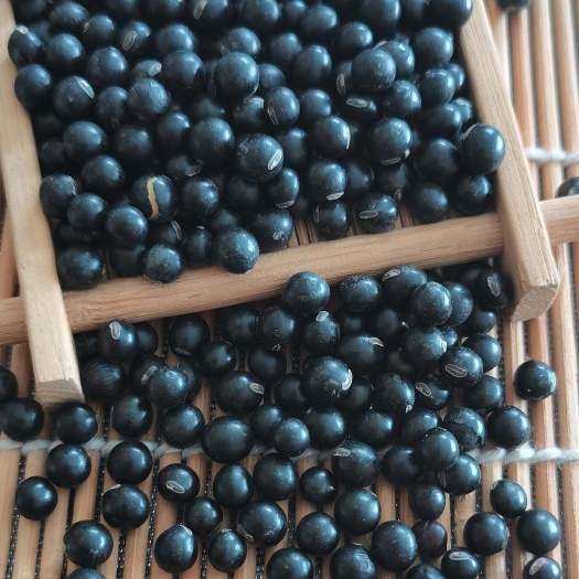 批发黑豆小扁粒 珍珠小圆粒黑豆生豆芽 做芽苗发芽率产量高新货