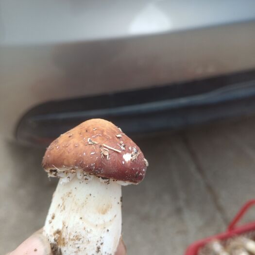 紫云县赤松茸