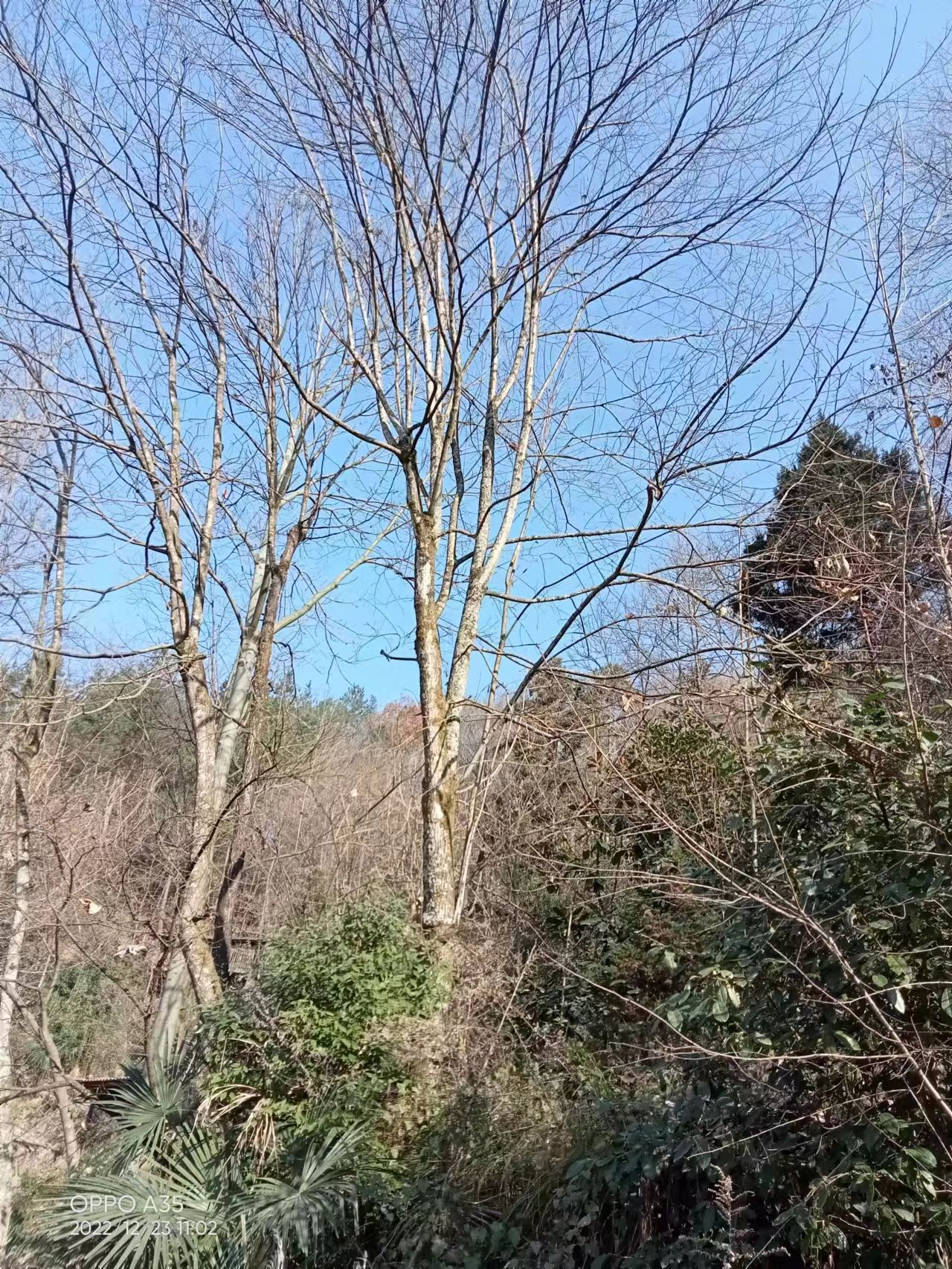 杜仲树