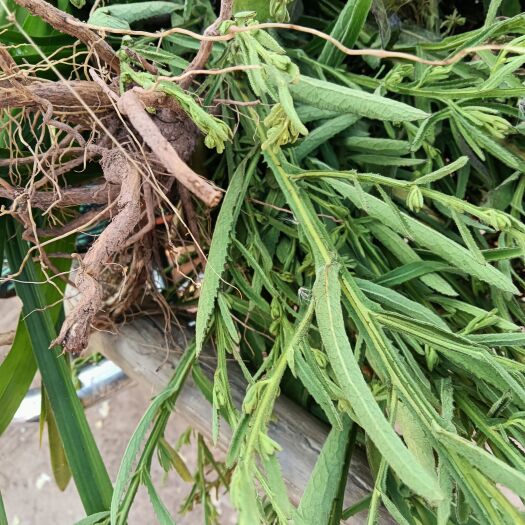 臭灵丹草，农村臭灵丹批发，臭莲灵丹鲜货连根带叶批发