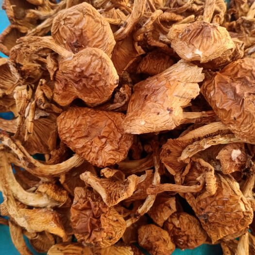 开原市滑子菇干货