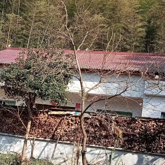 汉中米径10公分柿子树