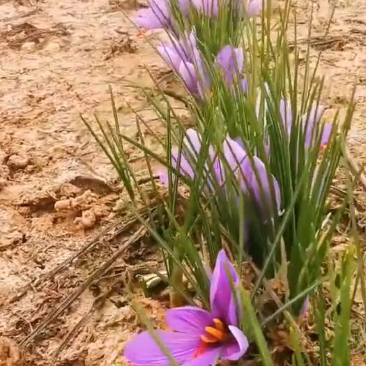 藏红花种球藏红花苔药用藏红花种球西红花耐寒花卉花苗番红花