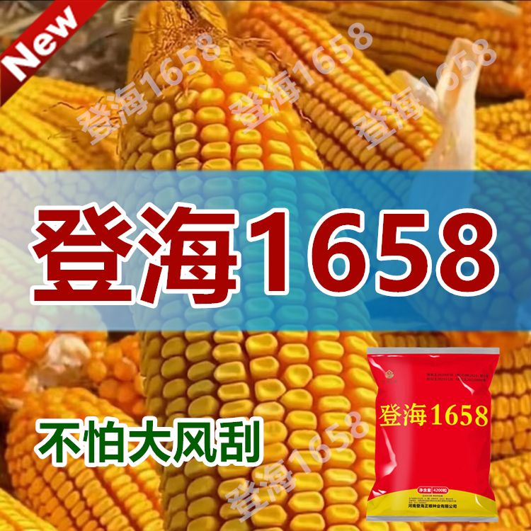 石家庄登海新选择红轴大棒新品种玉米种子矮杆抗倒抗病南方北方种植