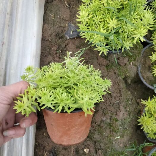 青州市佛甲草