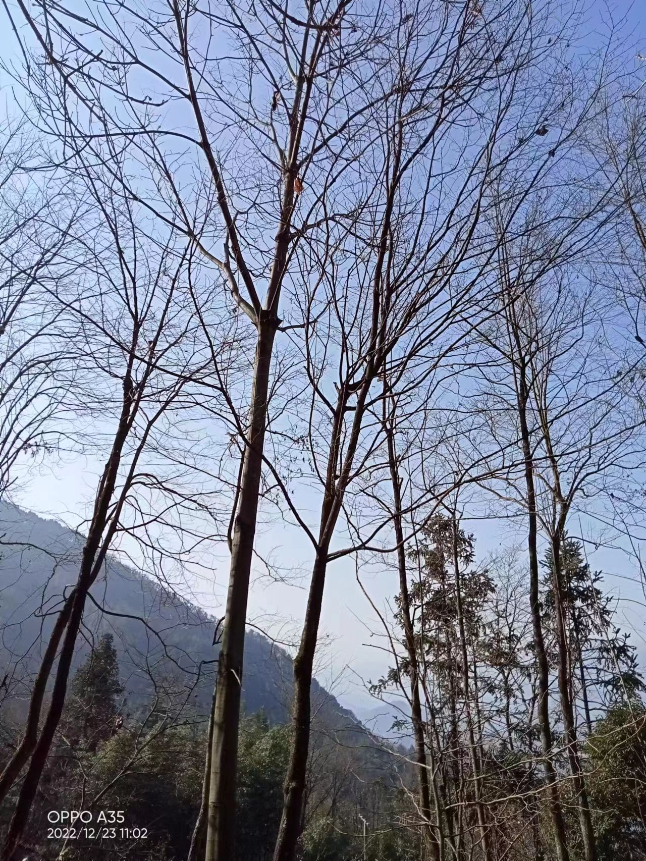 杜仲树