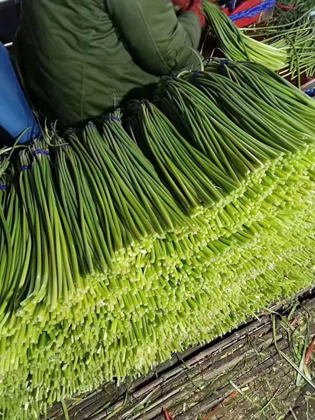 冷库绿帽蒜薹大量现货供应，