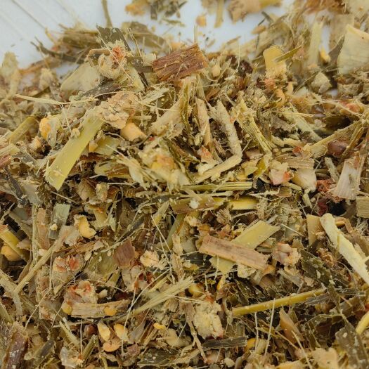 蠡县全株玉米青贮